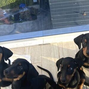 Purebred Doberman Puppies for sale | PostAds PH