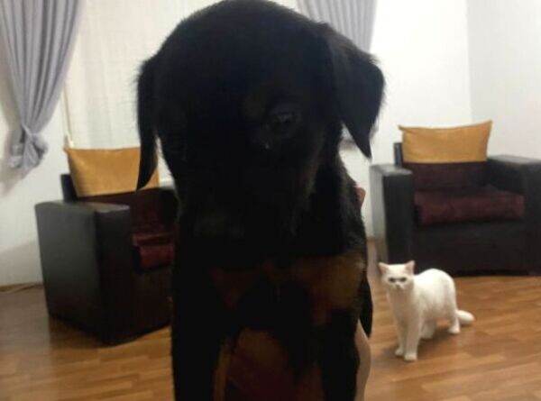URGENT EMERGENCY!! The Last Doberman of 3 months