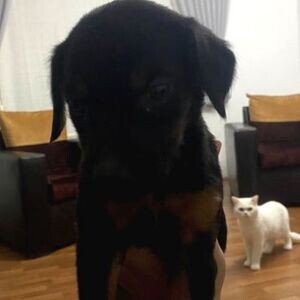 URGENT EMERGENCY!! The Last Doberman of 3 months | PostAds PH