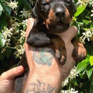 BLACK KING DOBERMAN PUPPIES | PostAds PH