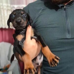 DOBERMAN PUPPIES WITH PERFECT ANATOMY | PostAds PH