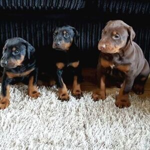 A QUALITY PUREBRED ORIGINAL BREED DOBERMAN PUPPIES. | PostAds PH