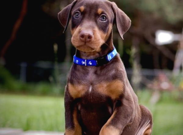 3 MONTH OLD MALE AND FEMALE RED DOBERMAN