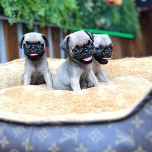 Purebred Pug Puppies | PostAds PH