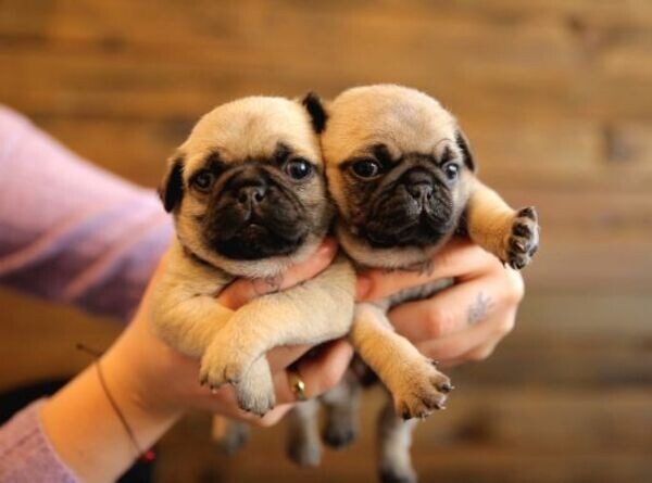 MALE AND FEMALE SHOW QUALITY PUG PUPPIES