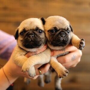 MALE AND FEMALE SHOW QUALITY PUG PUPPIES | PostAds PH