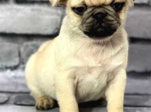 OUR PUG PUPPIES ARE LOOKING FOR THEIR NEW HOME FULL OF LOVE