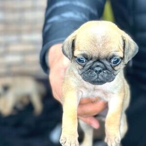 A QUALITY PUG PUPPY | PostAds PH
