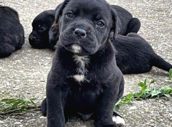 Cane Corso Puppies