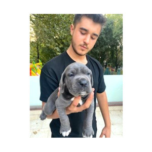 OUR TOP QUALITY CANE CORSO PUPPIES | PostAds PH