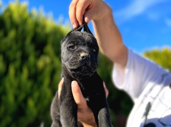 MALE FEMALE GIANT CANE CORSO