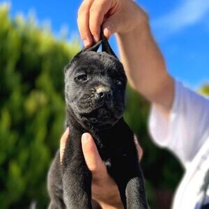 MALE FEMALE GIANT CANE CORSO | PostAds PH