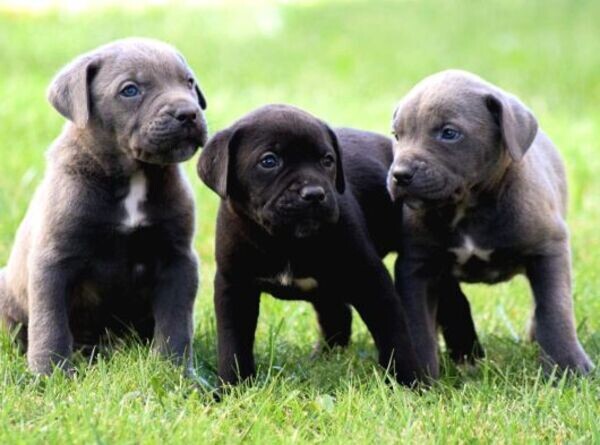 TOP QUALITY WONDERFUL ANATOMY CANE CORSO PUPPIES