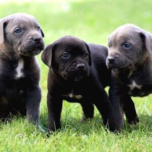 TOP QUALITY WONDERFUL ANATOMY CANE CORSO PUPPIES | PostAds PH