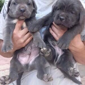 Cane Corsa Puppies | PostAds PH