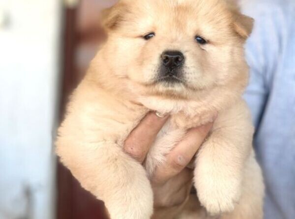 A QUALITY PUREBRED ORIGINAL BREED CHOW CHOW
