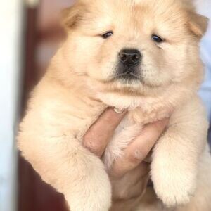 A QUALITY PUREBRED ORIGINAL BREED CHOW CHOW | PostAds PH