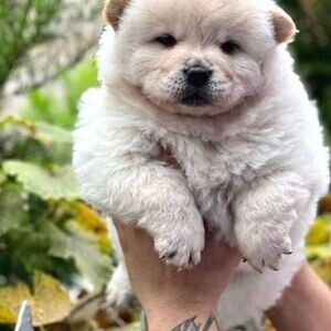 My Chow Chow Puppies | PostAds PH