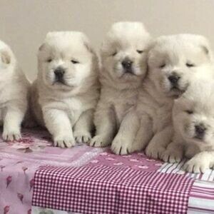 CHOW CHOW / FEMALE - MALE | PostAds PH