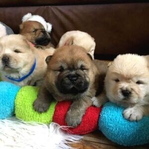 A QUALITY PUREBRED ORIGINAL BREED CHOW CHOW PUPPIES. | PostAds PH
