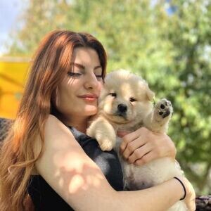 CHOW CHOW / FEMALE - MALE AVAILABLE | PostAds PH