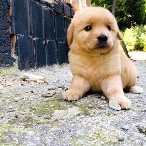 ORIGINAL BLUNT NOSE GOLDEN RETRIEVER PUPPY | PostAds PH