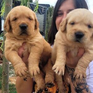 Golden Retriever Puppy | PostAds PH