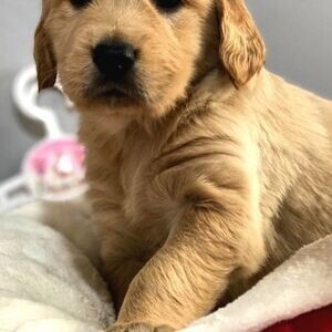 GOLDEN RETRIEVER BABY FACE PUPPIES PUPPY | PostAds PH