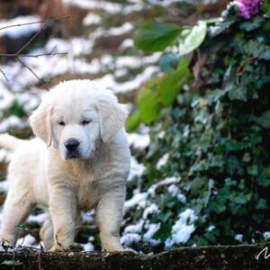 GOLDEN RETRIEVER PUPPIES AND YOUNG DOGS FOR SALE | PostAds PH