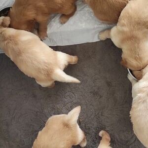 GOLDEN RETRIEVER BABY FACE PUPPIES | PostAds PH
