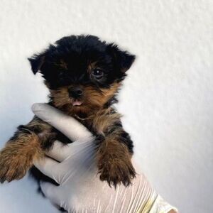 YORKSHIRE WITH MALE AND FEMALE PEDIGREE | PostAds PH