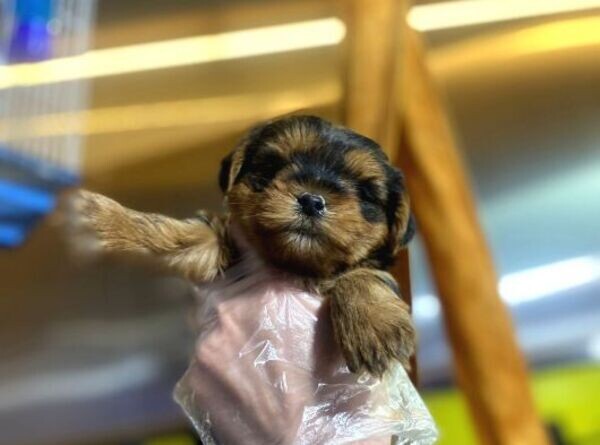 MALE AND FEMALE TINY YORKSHIRE TERRIER PUPPIES
