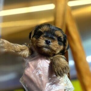 MALE AND FEMALE TINY YORKSHIRE TERRIER PUPPIES | PostAds PH