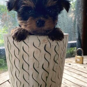MY FEMALE MALE QUALITY YORKIE PUPPIES | PostAds PH