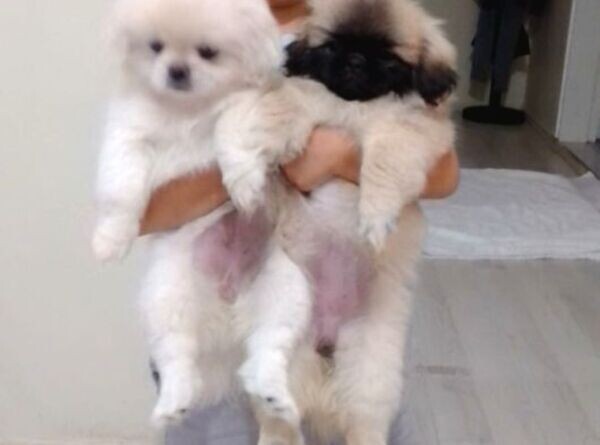 3 MONTH OLD PUPPIES TOILET TRAINED
