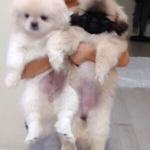 3 MONTH OLD PUPPIES TOILET TRAINED | PostAds PH