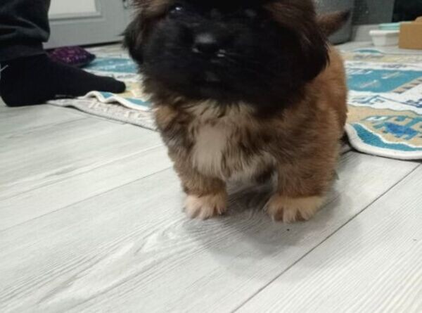 3 MONTH OLD PUPPY PEKINEZ