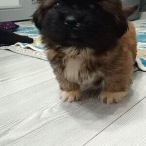 3 MONTH OLD PUPPY PEKINEZ | PostAds PH