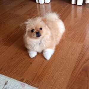3 month old female Pekingese vaccinated toilet training | PostAds PH