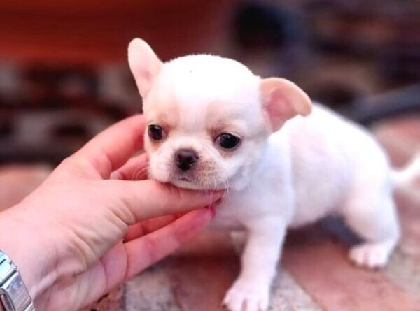 PUREBRED TEACUP APPLE HEAD CHIHUAHUA DOLLS
