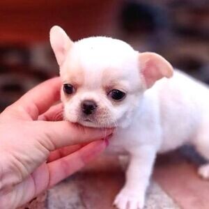 PUREBRED TEACUP APPLE HEAD CHIHUAHUA DOLLS | PostAds PH