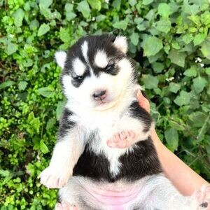 SIBERIAN HUSKY PUPPIES | PostAds PH