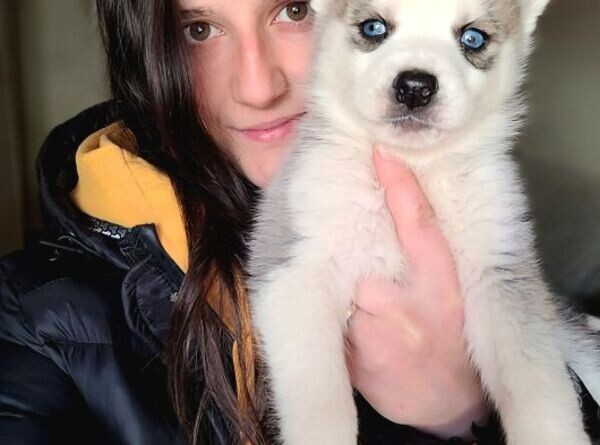 SIBERIAN WOLF HUSKY PUPPIES
