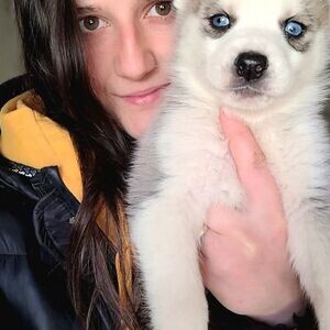 SIBERIAN WOLF HUSKY PUPPIES | PostAds PH