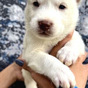 SIBERIAN HUSKY PUPPIES AVAILABLE | PostAds PH