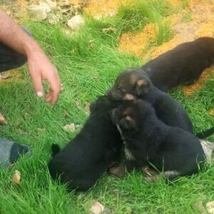 Purebred German Shepherd Puppies | PostAds PH