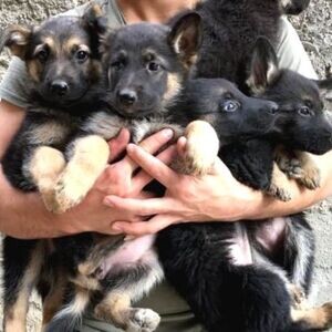 Purebred German Shepherd Puppies Available | PostAds PH