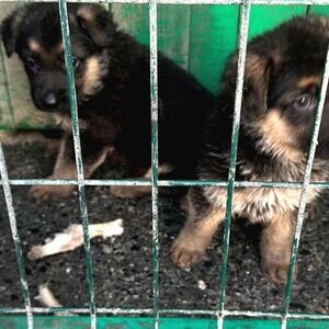 BABY GERMAN SHEPHERD NEWBORN | PostAds PH
