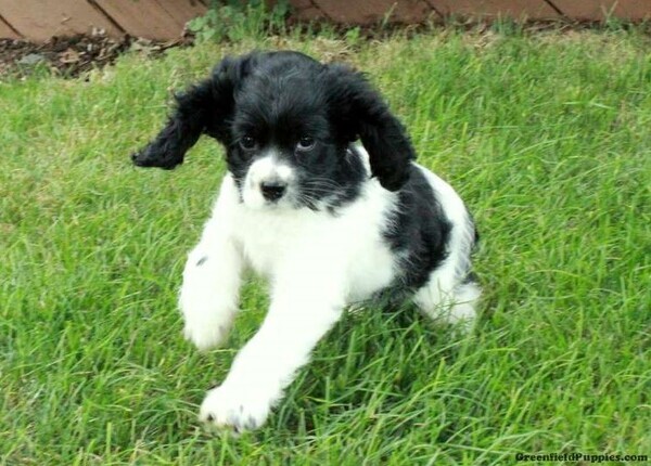 3 MONTH OLD ORIGINAL COCKER SPANIEL PUPPIES