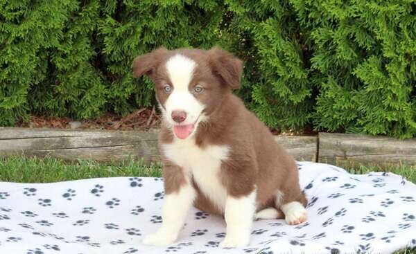 MALE AND FEMALE BORDER COLLIE PUPPIES